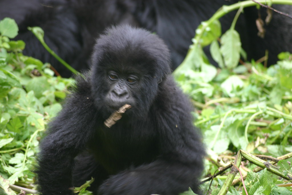 Is It Possible To Fly To Kigali And Trek Gorillas In Uganda