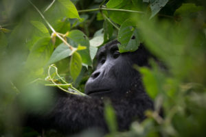 Gorilla trekking In Uganda