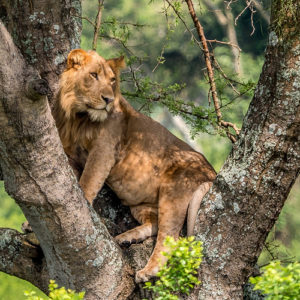 wildlife Safari in Uganda 