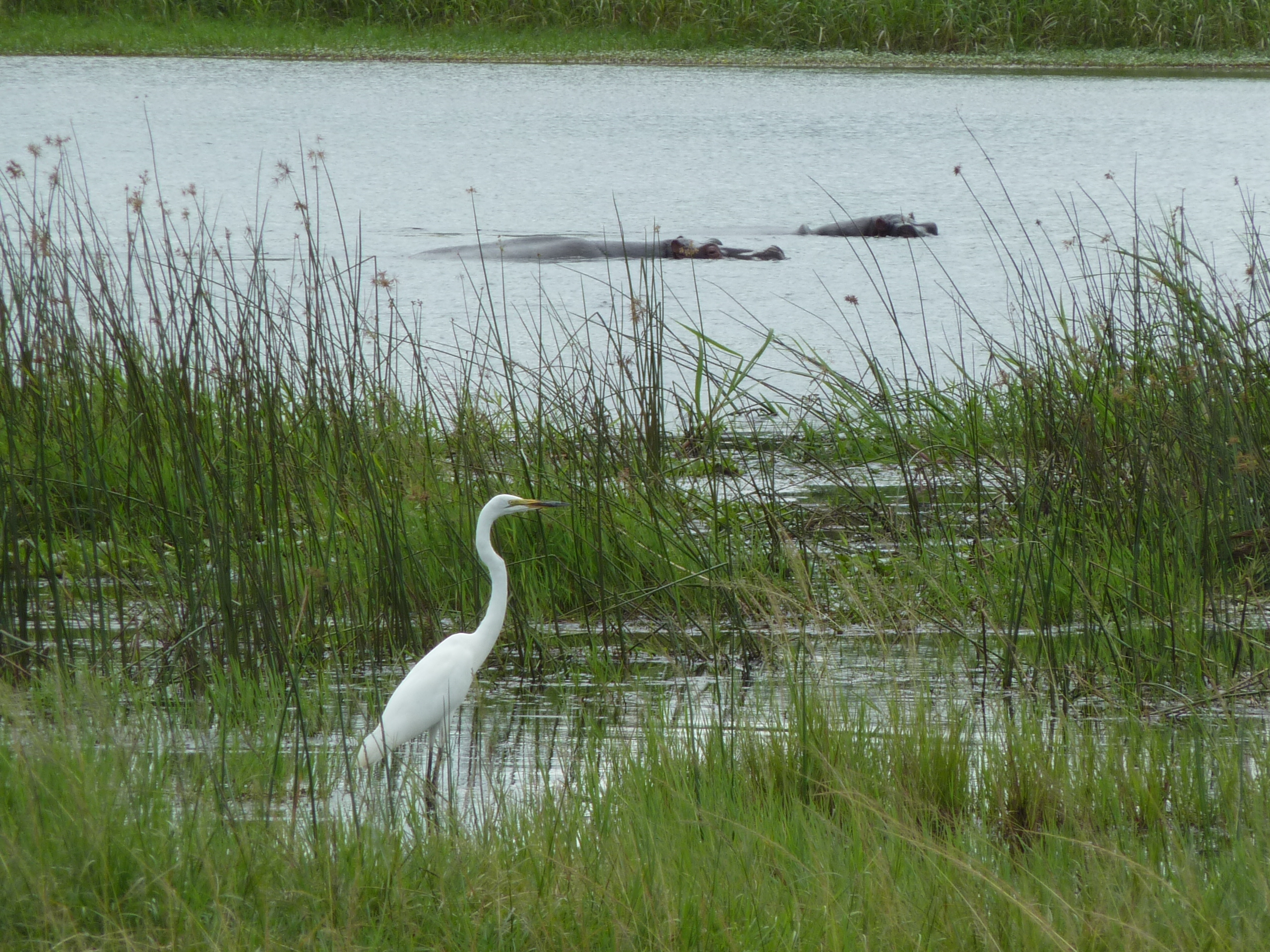 Akagera National Park